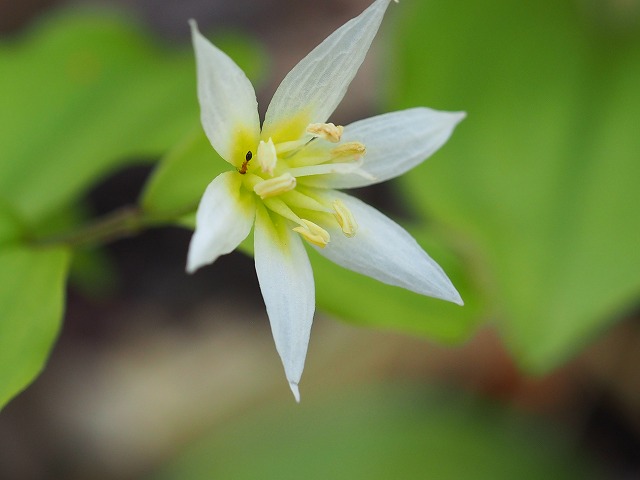 小さな可憐な花

チゴユリ（稚児百合）
学名　Disporum smilacinum

とてもキュートでした

 #チゴユリ #稚児百合 
 #やしろの森 
 #野の花が好きな人と繋がりたい 
 #TLを花でいっぱいにしよう