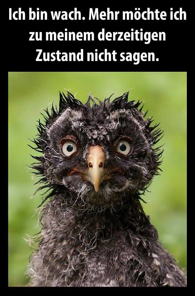 🖤💛Toby & Happy🖤💛 tweet media