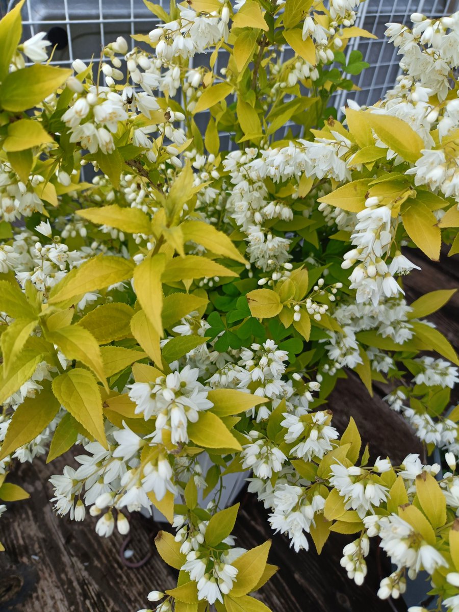 まるちゃん🌹🐱🐕🐾🐾 tweet media