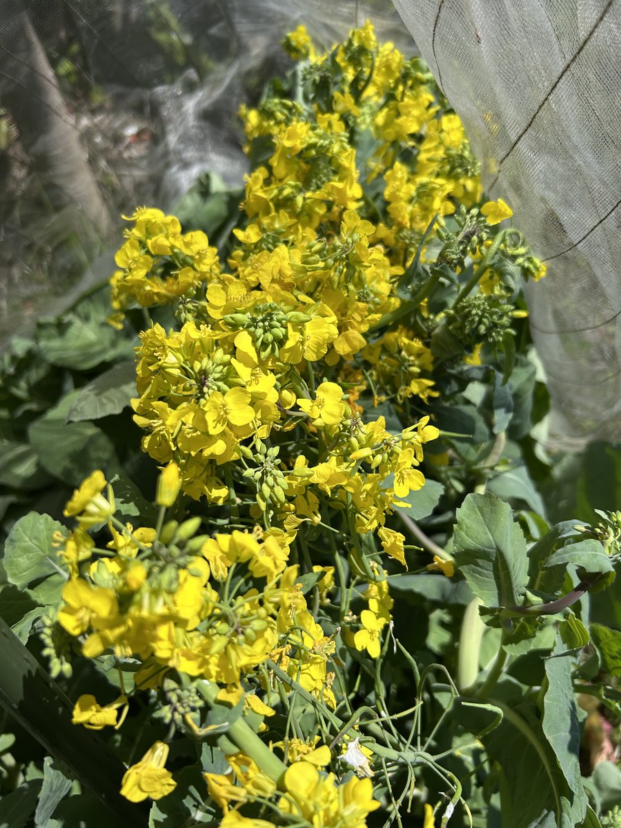 tagi_3's tweet photo. 菜園生活　その２７
のらぼう菜の花です。
アブラナ科の野菜の花はみなきれいな黄色です。
この花から種を取り、今年の秋にそれを蒔くのを楽しみにしています。 https://t.co/Z3fLNx2sJe