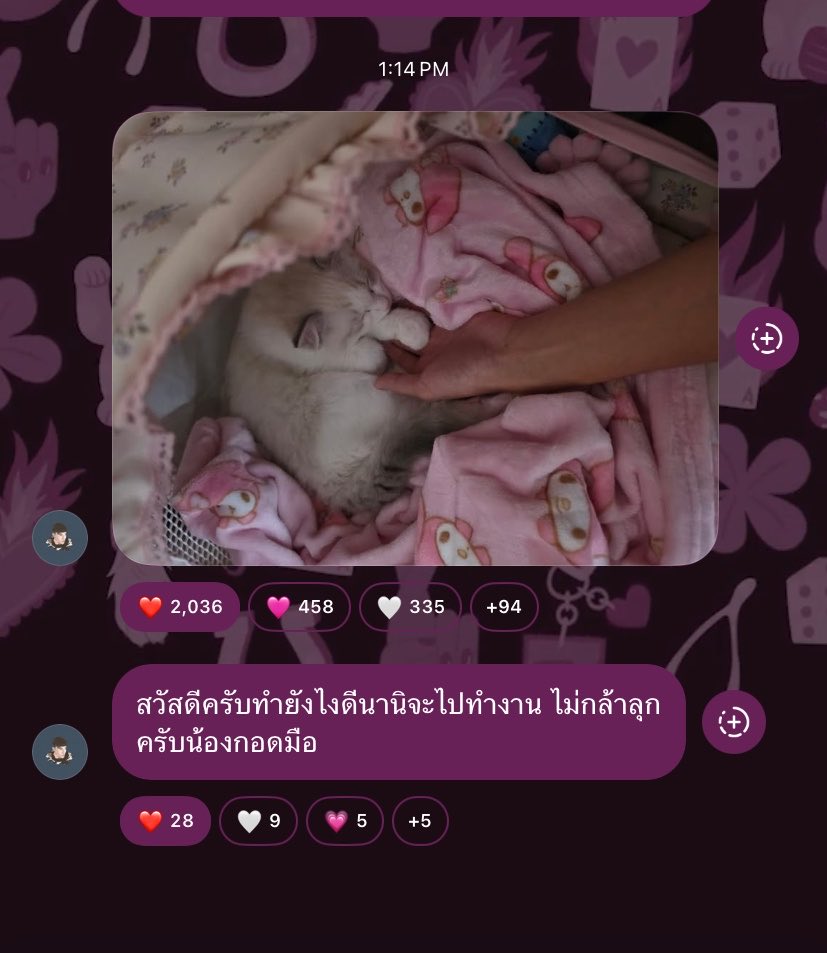 meow 😽 tweet media