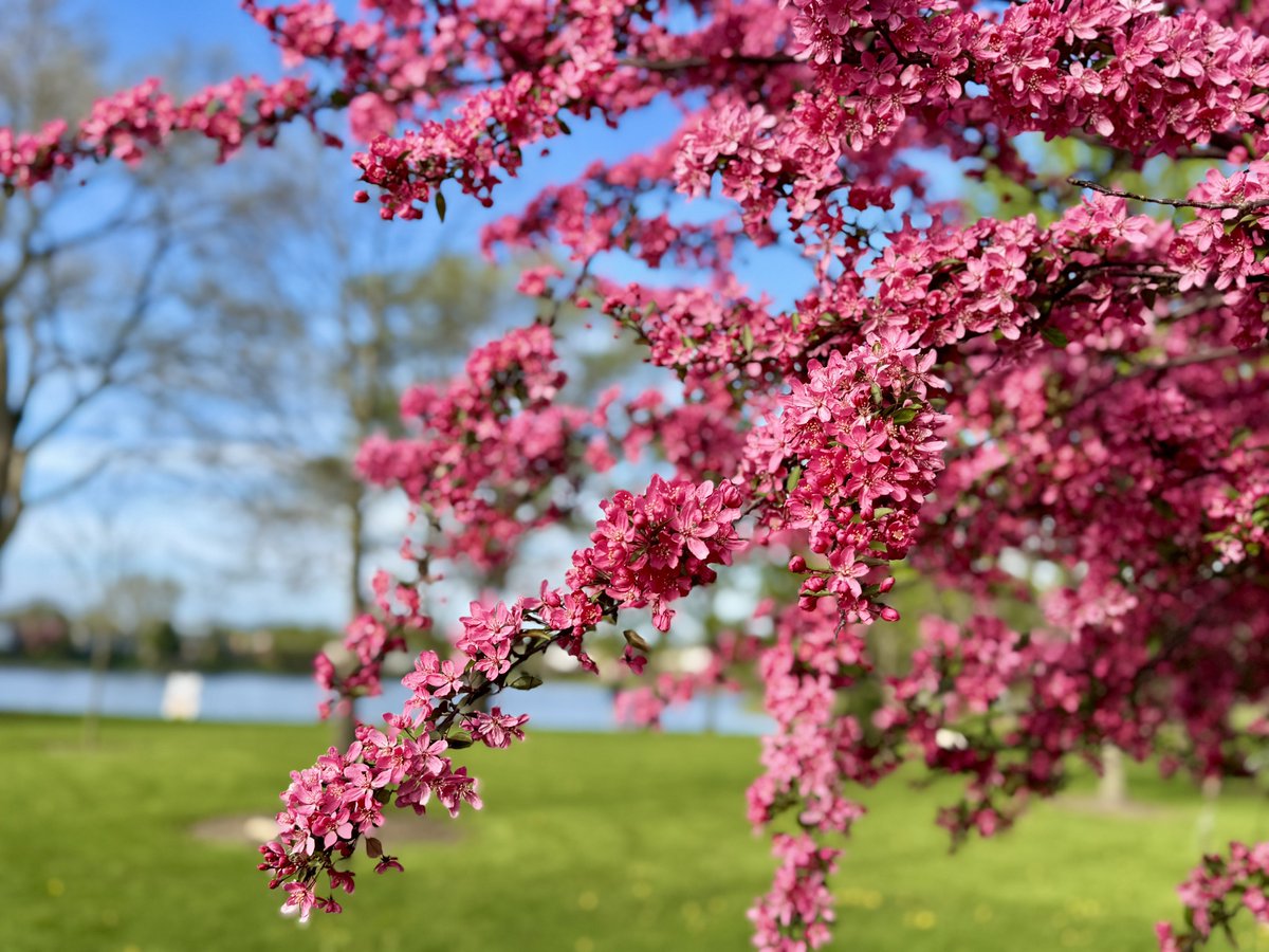 MichaelHeimlich's tweet image. Spring red crabapple tree blossoms-trees-leaves-grass-sunny-blue sky-lake Wood Oaks Park 5:30pm April 26 2026 Northbrook Illinois USA -Editorial Use Permission w/Credit: Michael Heimlich @MichaelHeimlich;#Spring #Trees #Blossoms #Lake #Sunny #Sky #wx #ILwx @NWSChicago #StormHour