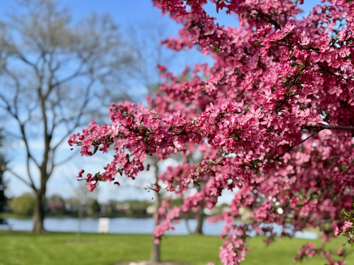 MichaelHeimlich's tweet image. Spring red crabapple tree blossoms-trees-leaves-grass-sunny-blue sky-lake Wood Oaks Park 5:30pm April 26 2026 Northbrook Illinois USA -Editorial Use Permission w/Credit: Michael Heimlich @MichaelHeimlich;#Spring #Trees #Blossoms #Lake #Sunny #Sky #wx #ILwx @NWSChicago #StormHour