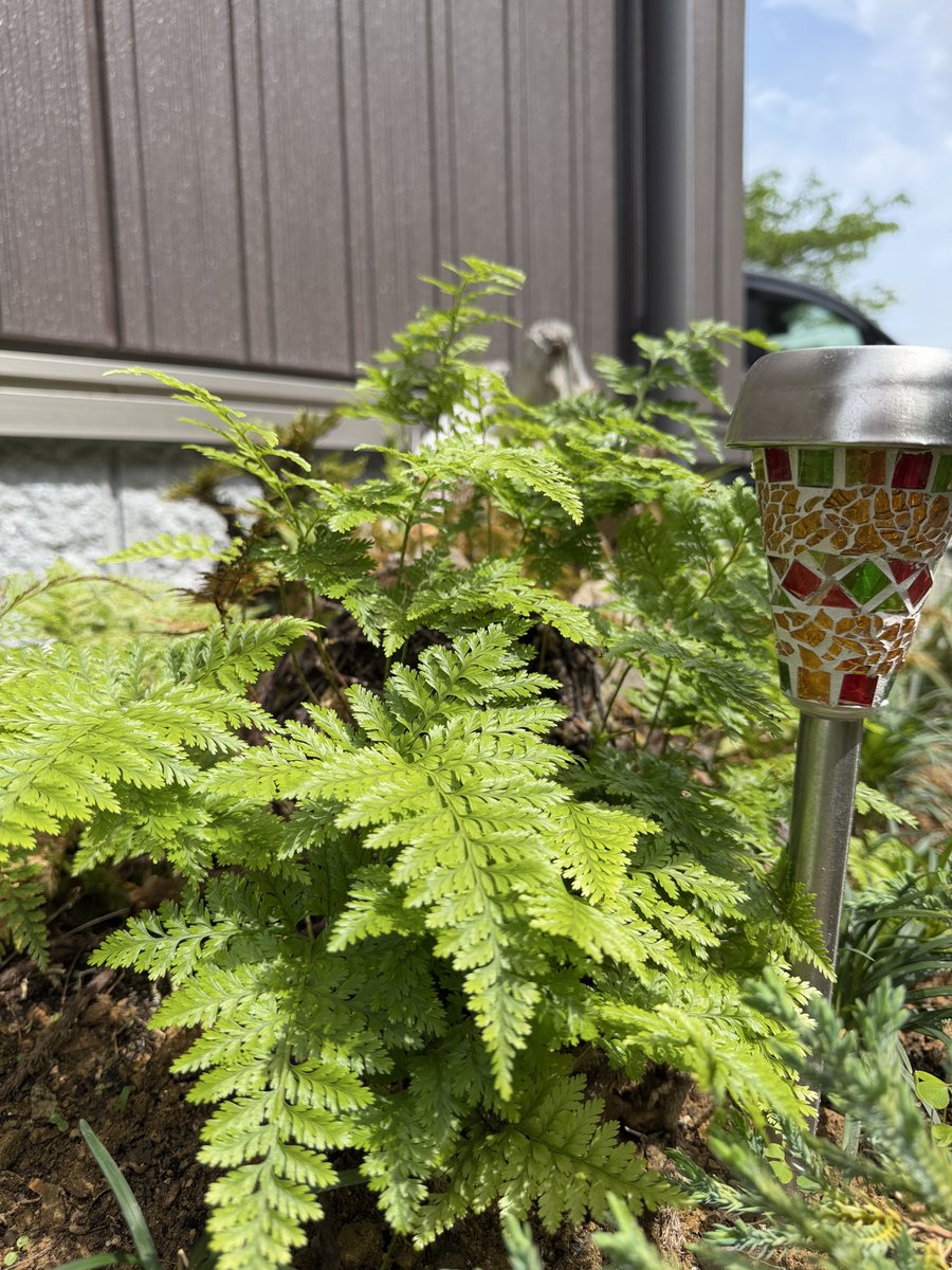 REEFER_Aoz's tweet photo. 今は亡きじぃちゃんが大切に育てていたシダ達🌿✨
庭の植栽をガラッと模様替えする時に、じぃちゃん家から移動させてきた🧑🌾
陽当たり風通し良い場所で、雨の日は雨水が良く当たる最高の場所で生き生き🌱✨
#ガーデニング #シダ植物 #苔 #苔庭 #gardening #pteridophytes https://t.co/1gGr9VZjL7