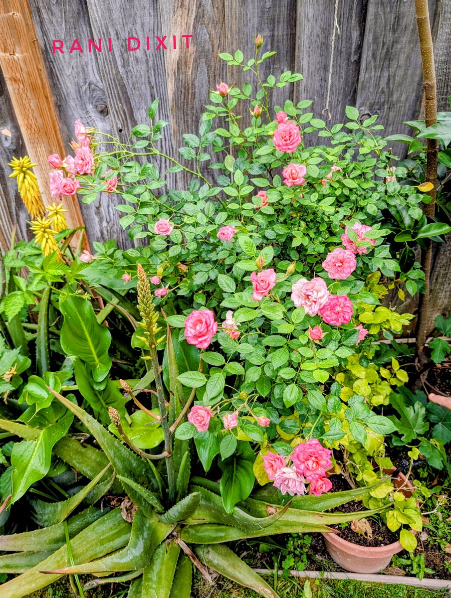 _Rani_Dixit's tweet image. .
The pink roses from my garden 🏡🌷
#MyClick #HomeGarden