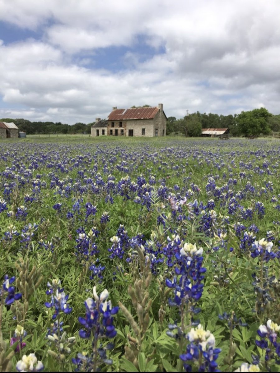 ginger_nelson1's tweet photo. @TracesofTexas Turned my car around for this. Marble Falls, Texas. Hwy 281.
#texashillcountry #bluebonnets https://t.co/ox3JlsCwym