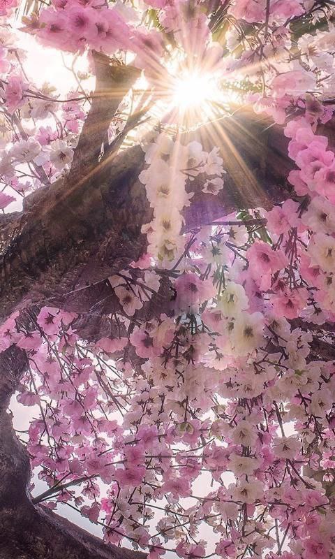 🩺🅰🅷🅼🅴🅳 tweet media