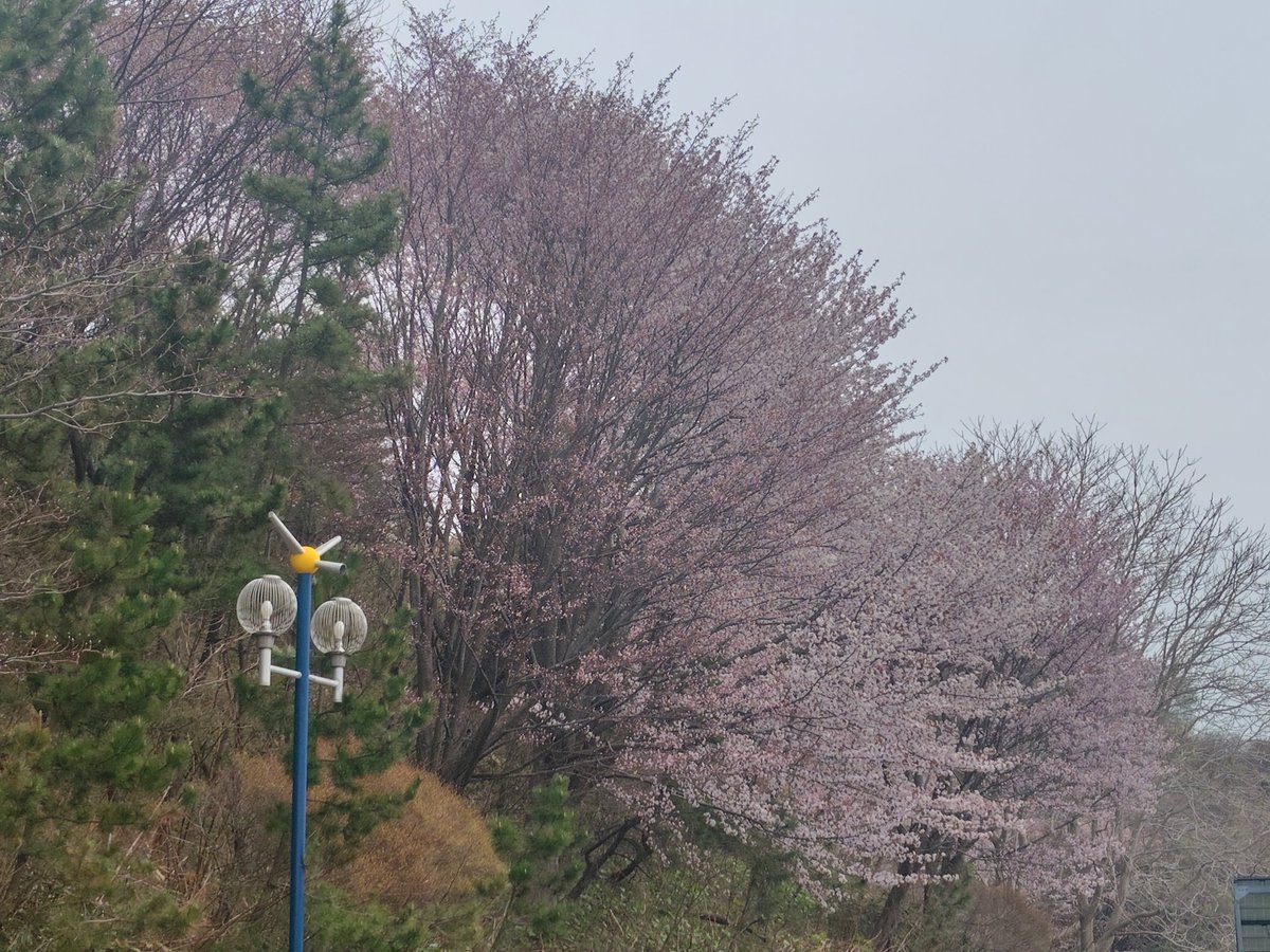 お兄ちゃん【旧式】 tweet media