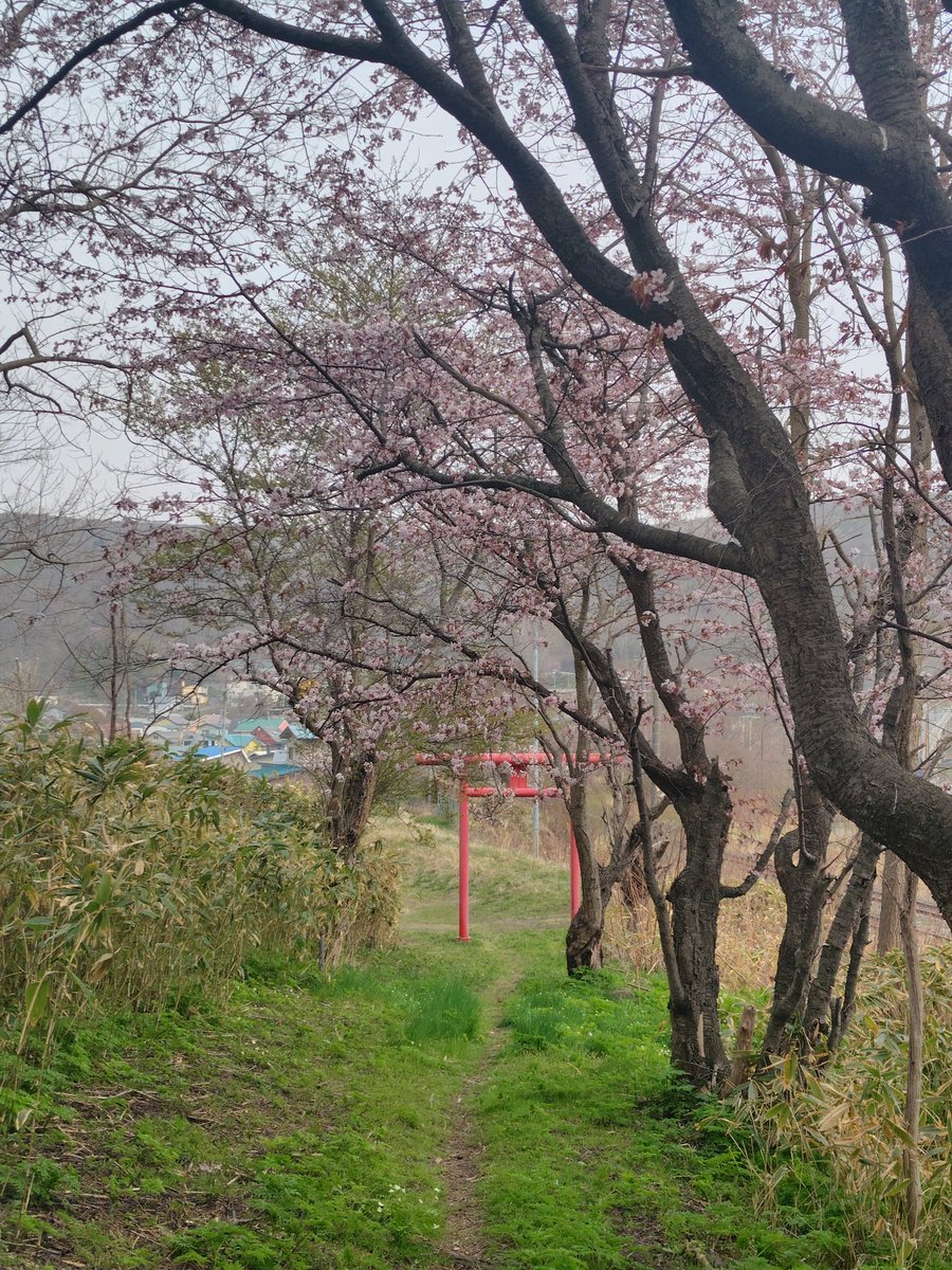 お兄ちゃん【旧式】 tweet media