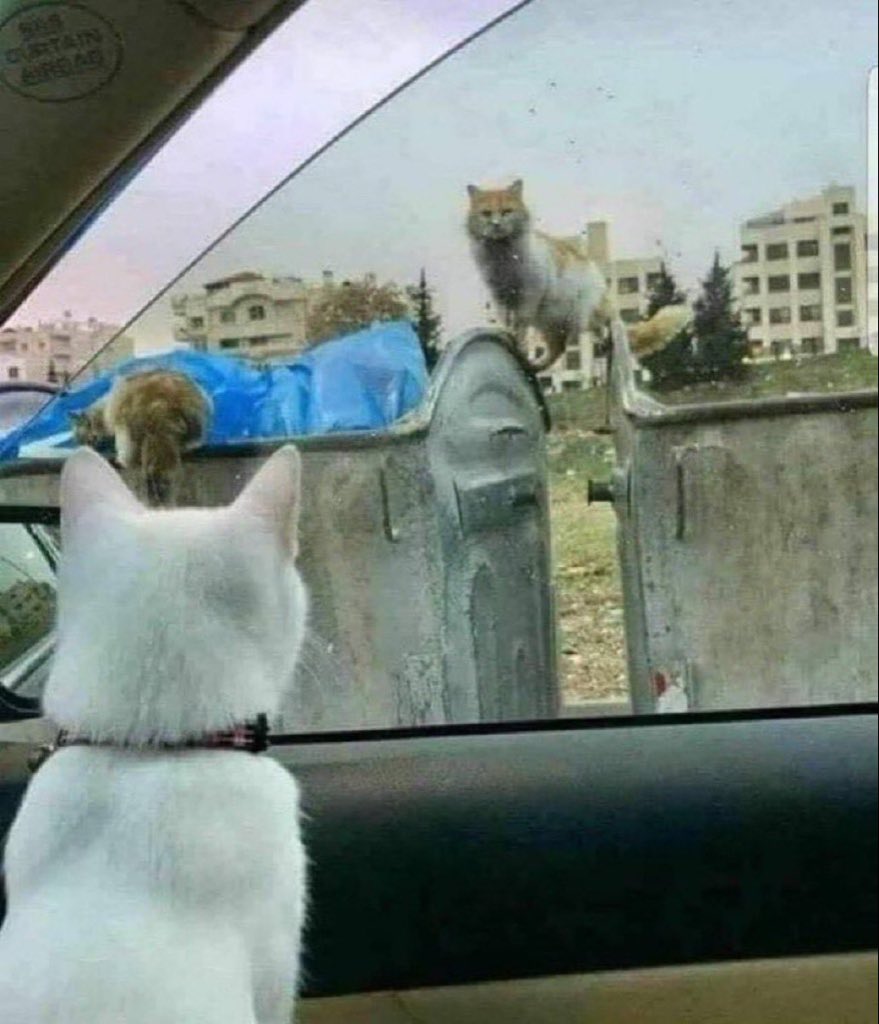 ملكة النخبتين | 2611 tweet media