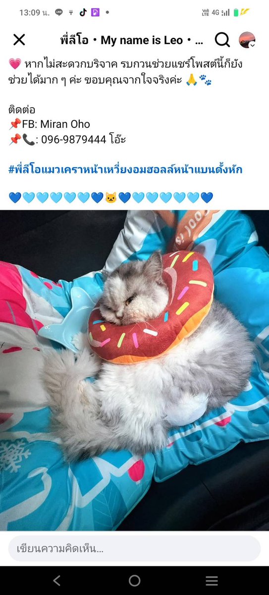 Catster & Co บ้านพักพิงแมวจร tweet media