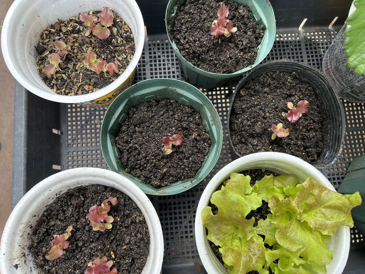 🌼きよりん🌼 tweet media