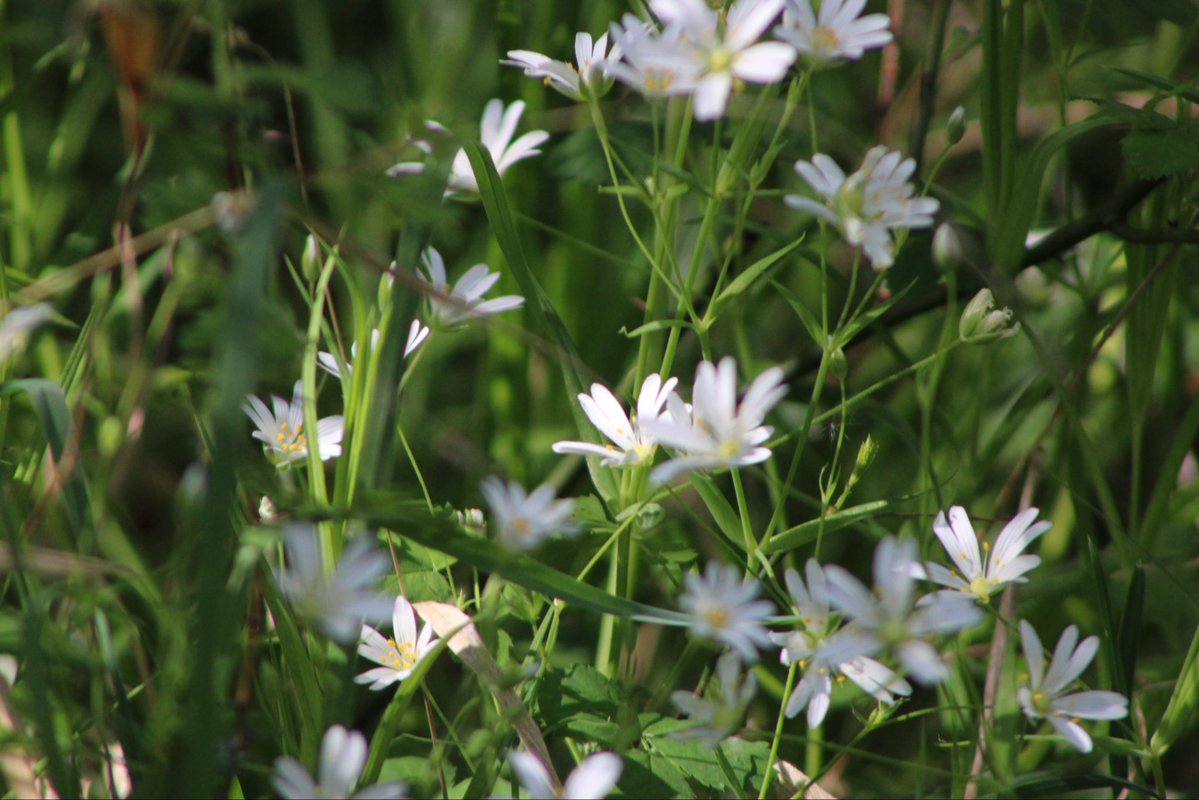 nishaparmar191's tweet image. #wildflowerhour 🌸