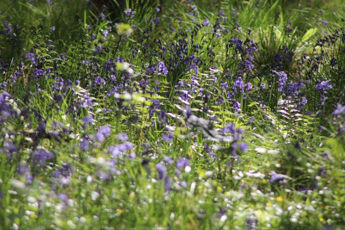 nishaparmar191's tweet image. #wildflowerhour 🌸