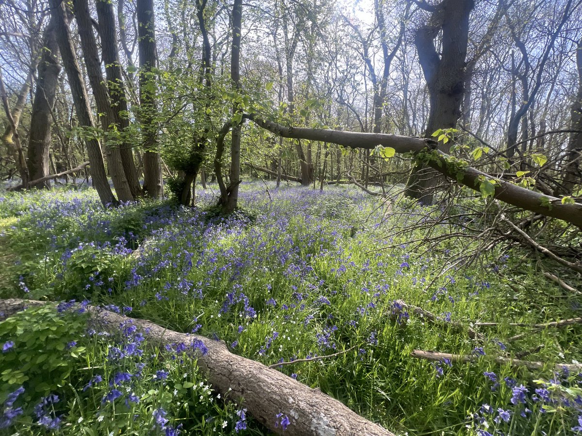 nishaparmar191's tweet image. #wildflowerhour 🌸