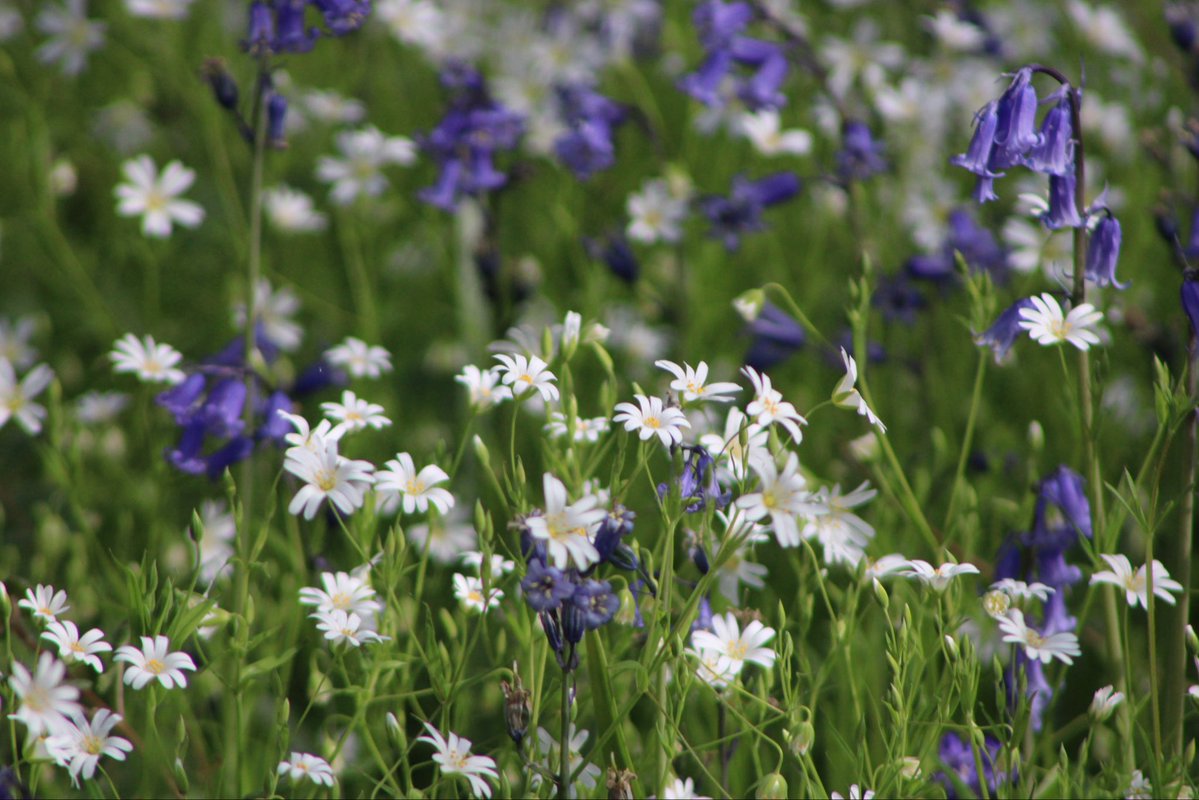 nishaparmar191's tweet image. #wildflowerhour 🌸