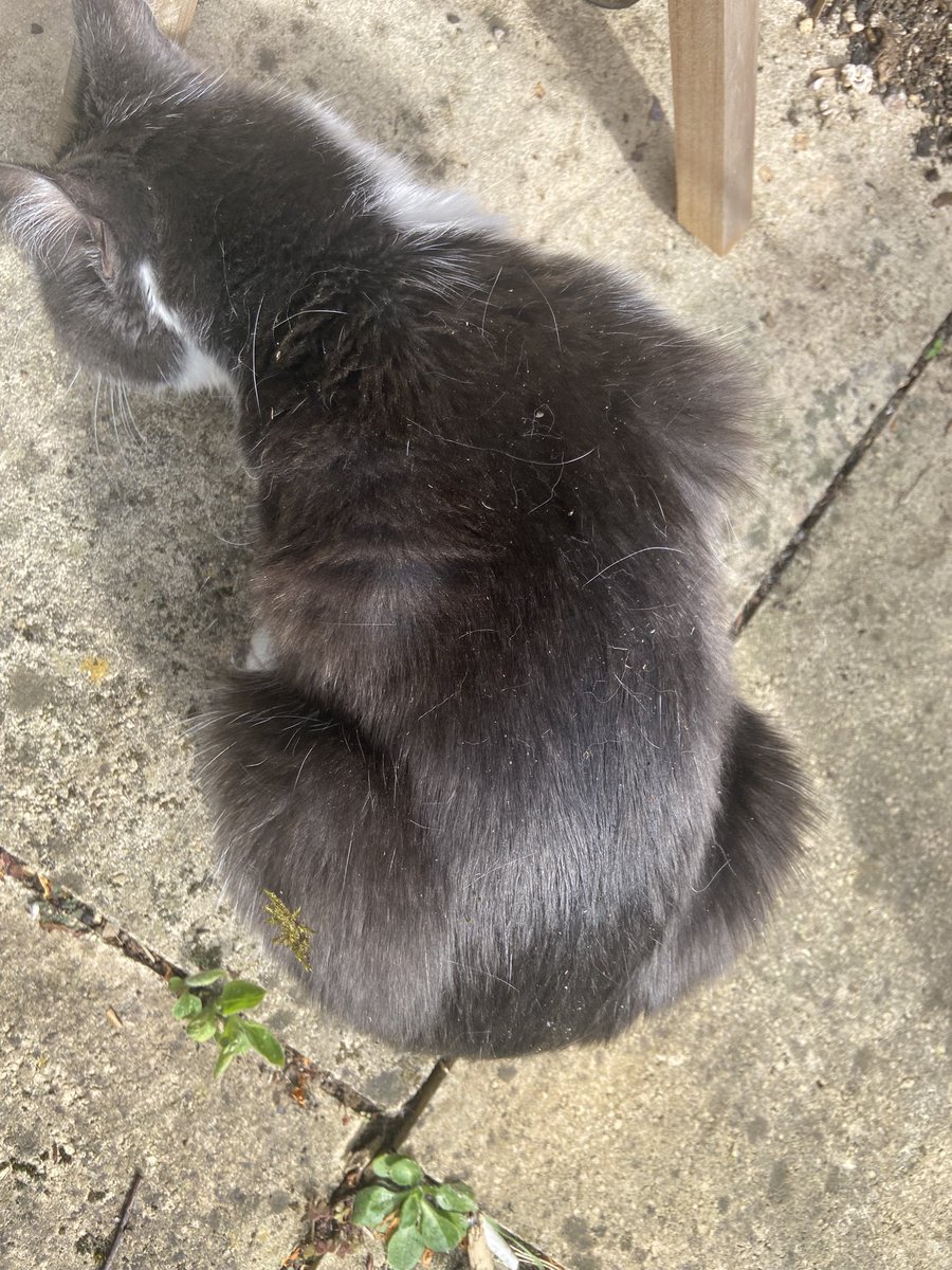 EvieFreddie's tweet image. An sun baked loaf-with added bits of dirt and tree 😬

#kittyloafmonday #MondayMotivation #MondayVibes