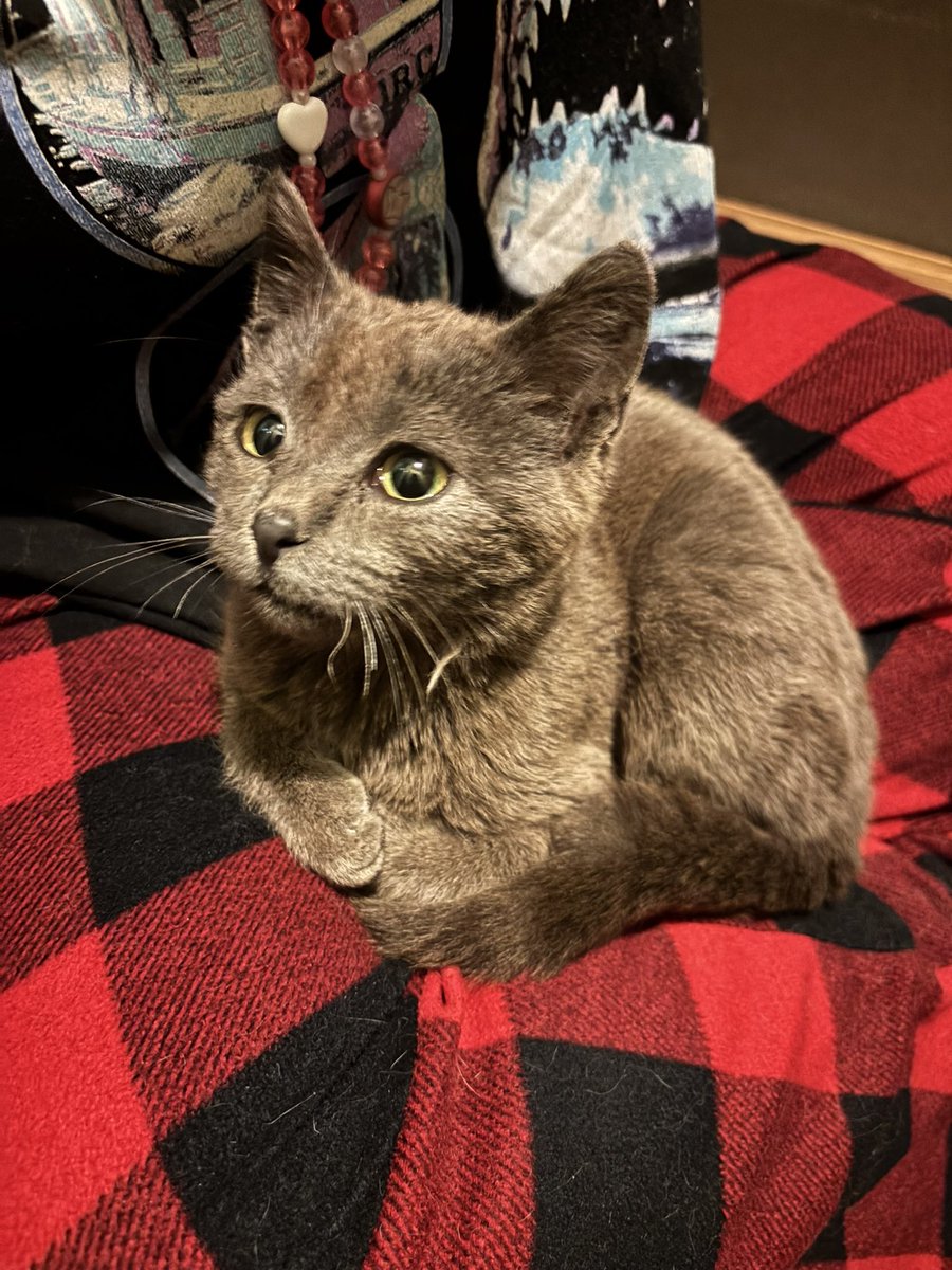 Andy 𐂯 -0/5kg •ﻌ• tweet media