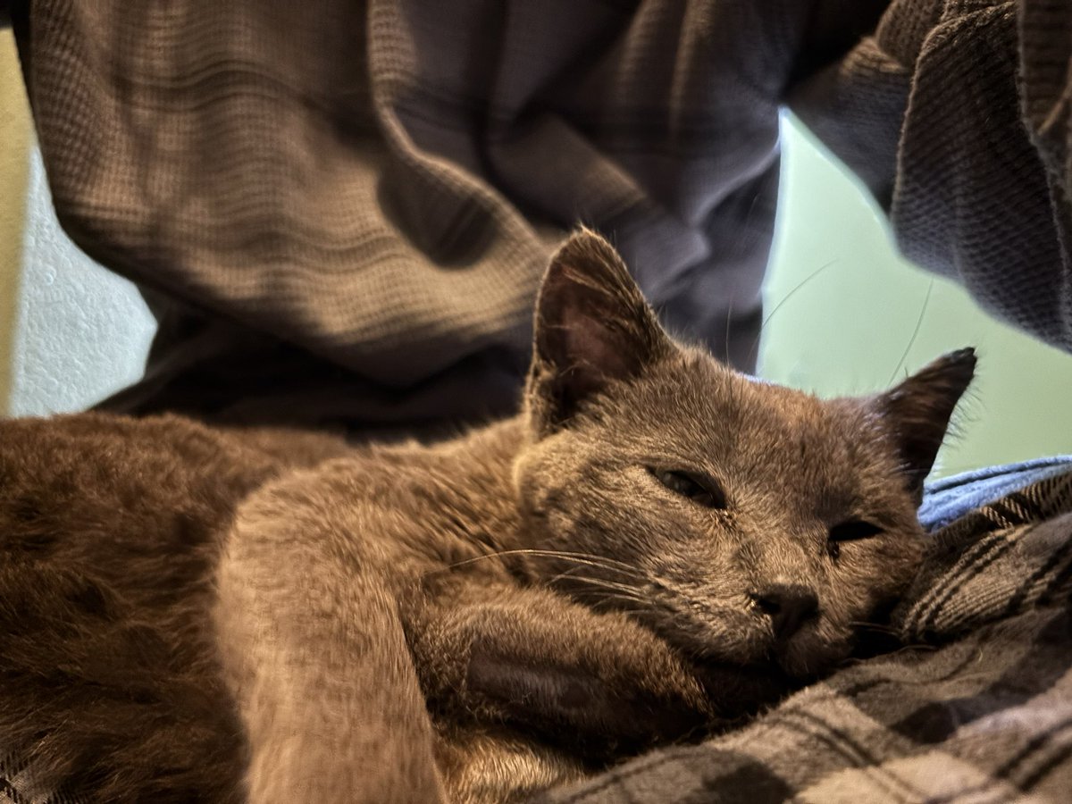 Andy 𐂯 -0/5kg •ﻌ• tweet media