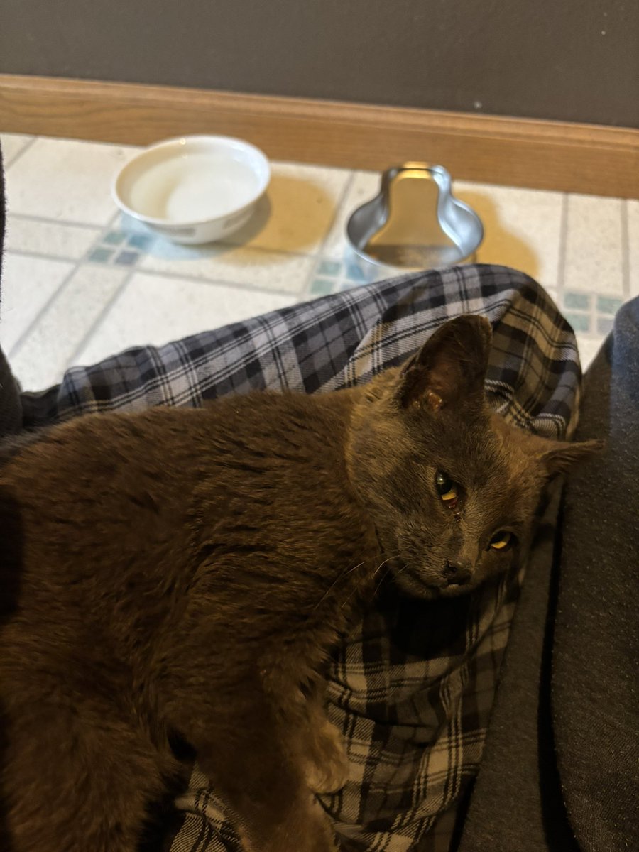 Andy 𐂯 -0/5kg •ﻌ• tweet media