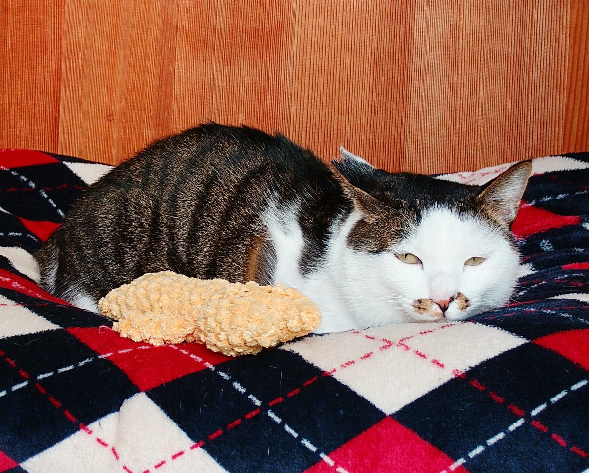 boku_norimaki's tweet photo. まだ眠いね🐾 https://t.co/g18hLNNl9f
