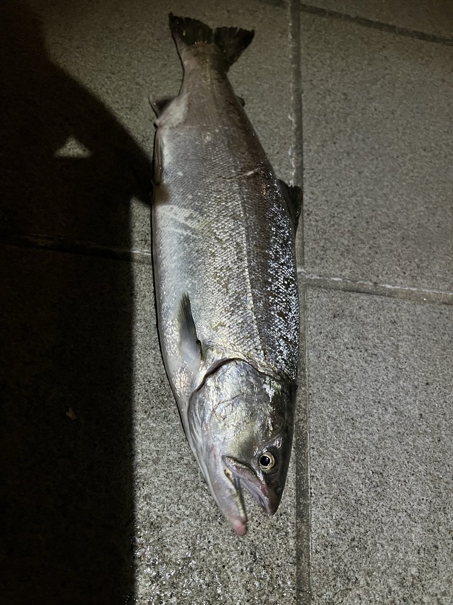 VzWGIYn4lh68045's tweet photo. バチ抜け期待して隅田川本流に！
チーバス5本ほど釣った後に重量感のある当たり！！よっしゃ〜と思いながら巻いているとなんか違う！引きがシーバスでない😅
あげてビックリ！サクラマス😳
こんな所にもいるんですね〜 https://t.co/7DjYfN7W8s