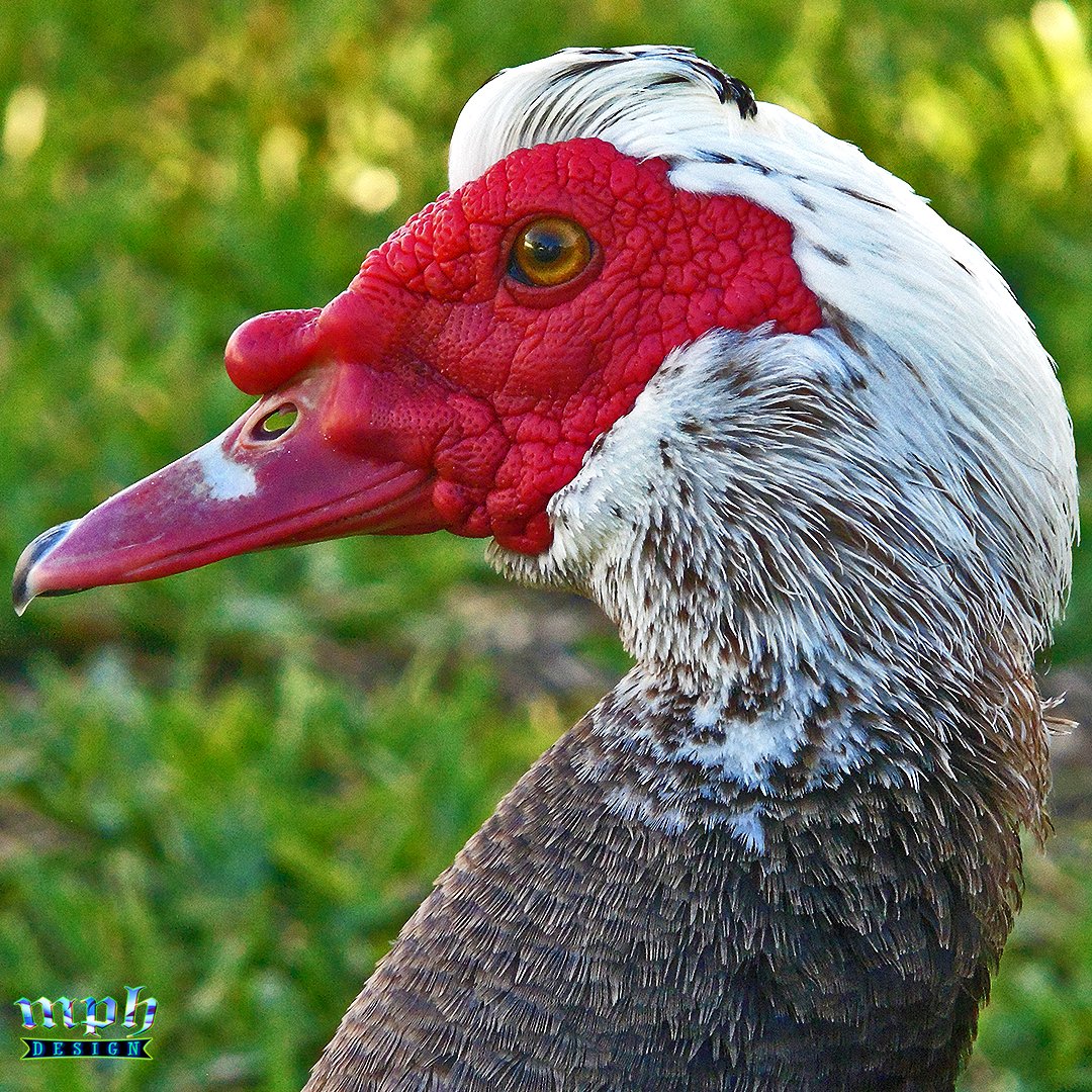 designbymph's tweet image. 📷Creature
#MuscovyDuck #Duck #Florida #Photography #MPHDesign