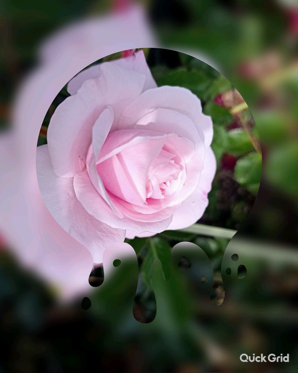 Marina Fransen tweet media