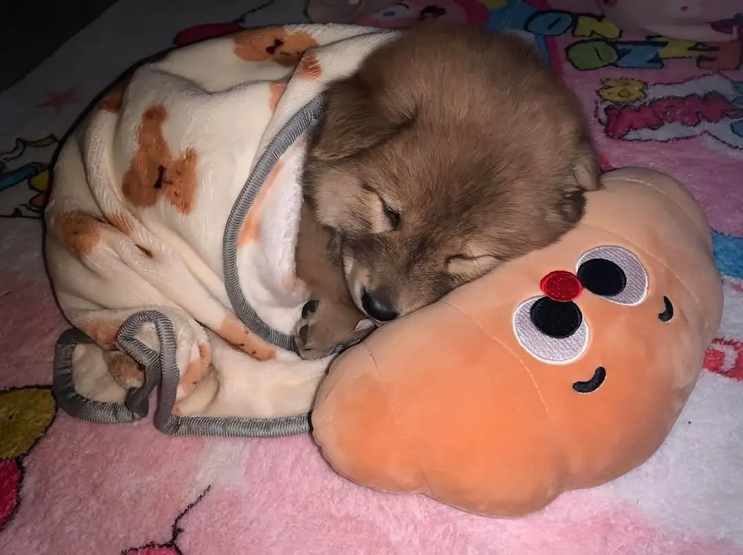 puppies tweet media