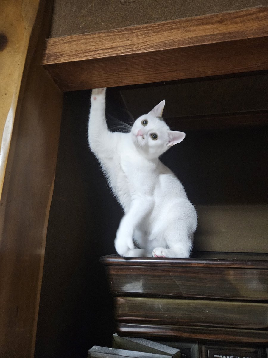 てんすた tweet media