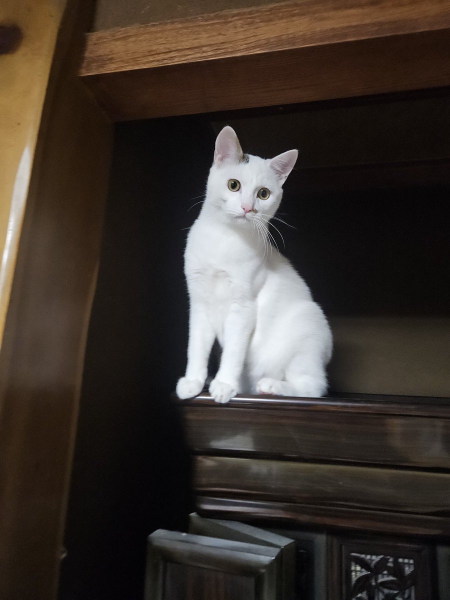 てんすた tweet media