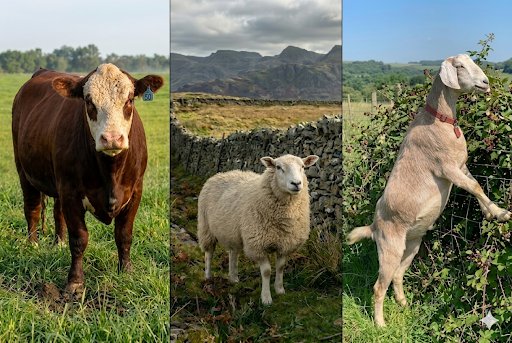 Sama Hoole tweet media