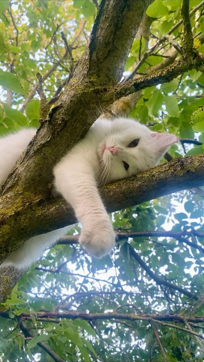 𝘨𝑟𝘦𝑒𝘯. tweet media