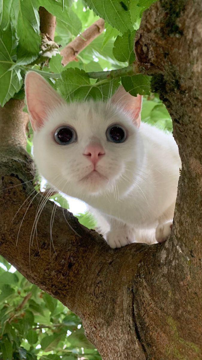 𝘨𝑟𝘦𝑒𝘯. tweet media