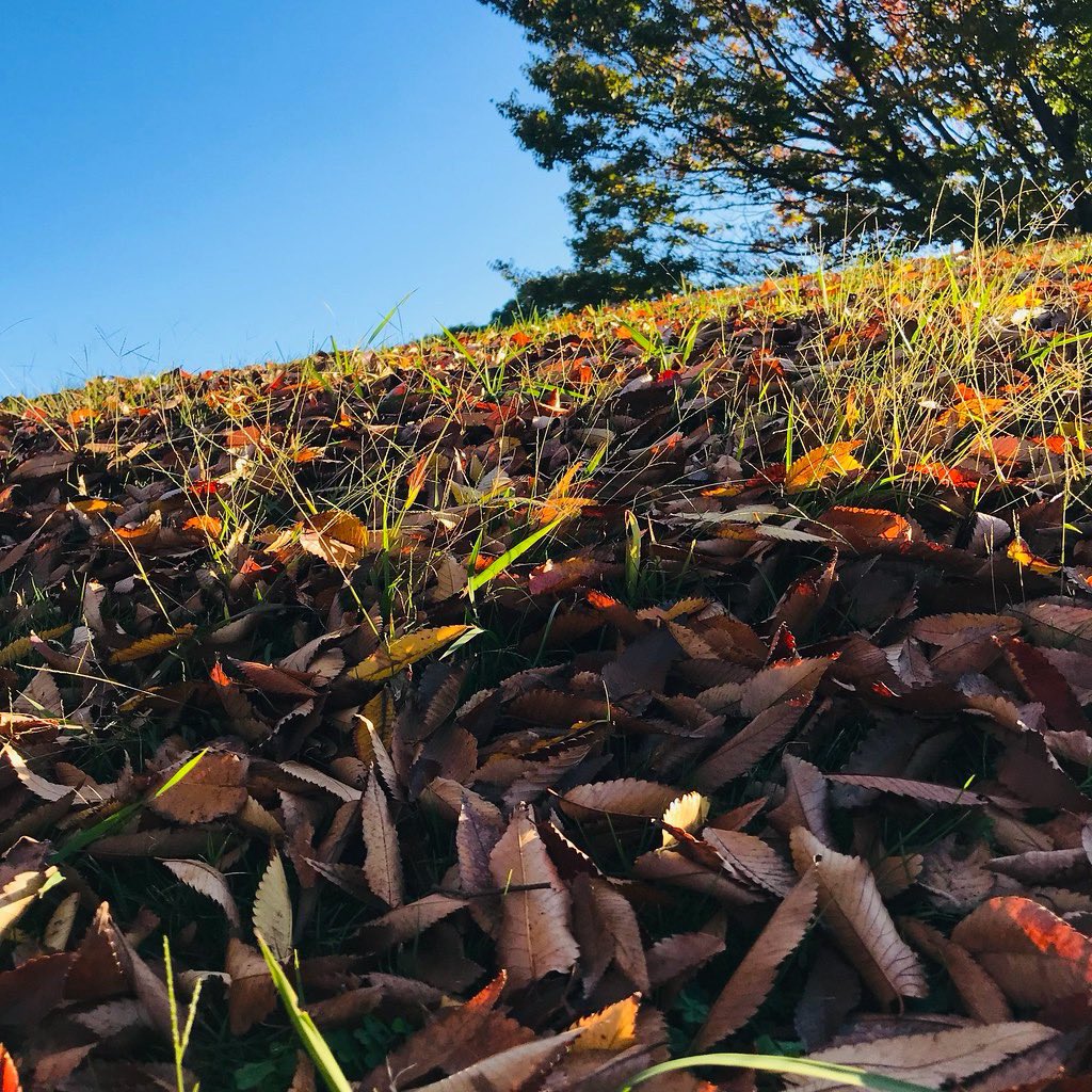 jun_horiguchi's tweet image. 🌾🍃🍂🌾🍃🍂🌾🍃🍂

instagram.com/jun.photo.bw

#photos #colors #autumn