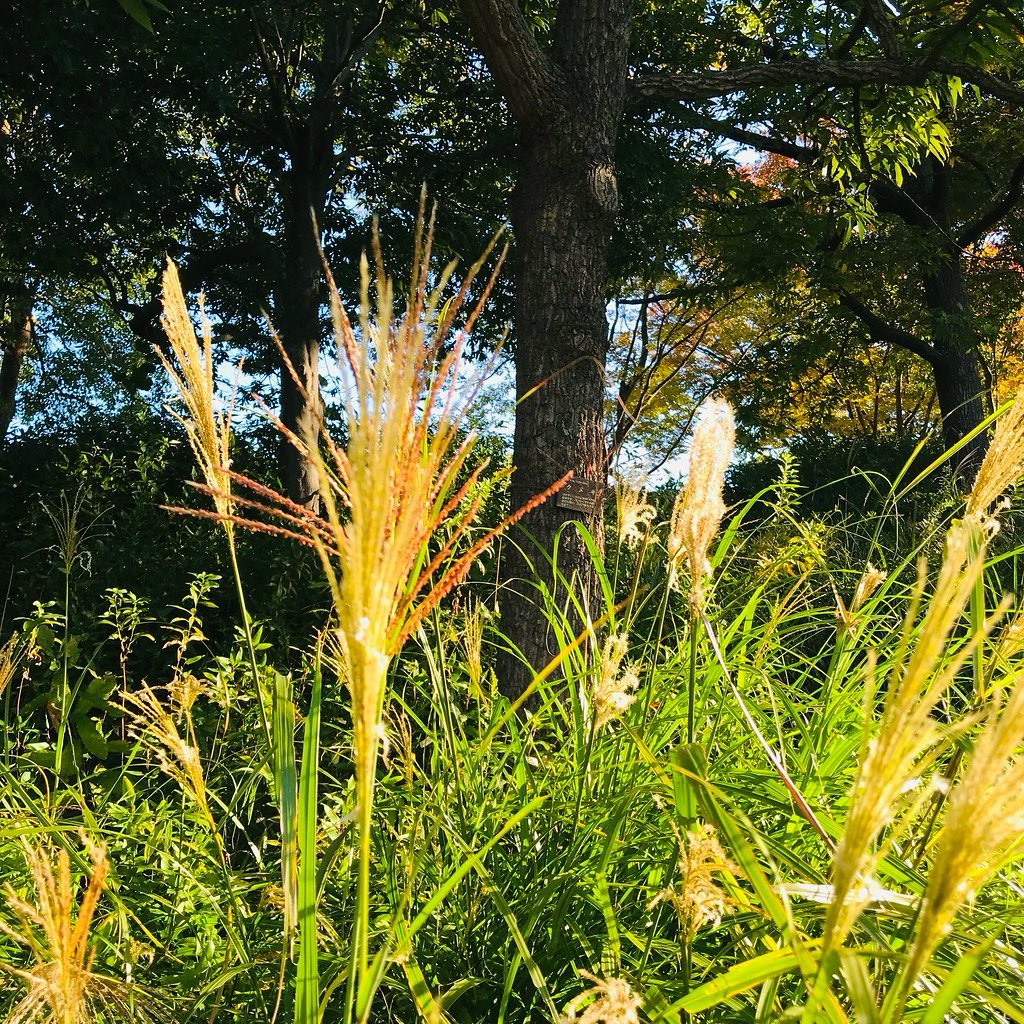 jun_horiguchi's tweet image. 🌾🍃🍂🌾🍃🍂🌾🍃🍂

instagram.com/jun.photo.bw

#photos #colors #autumn