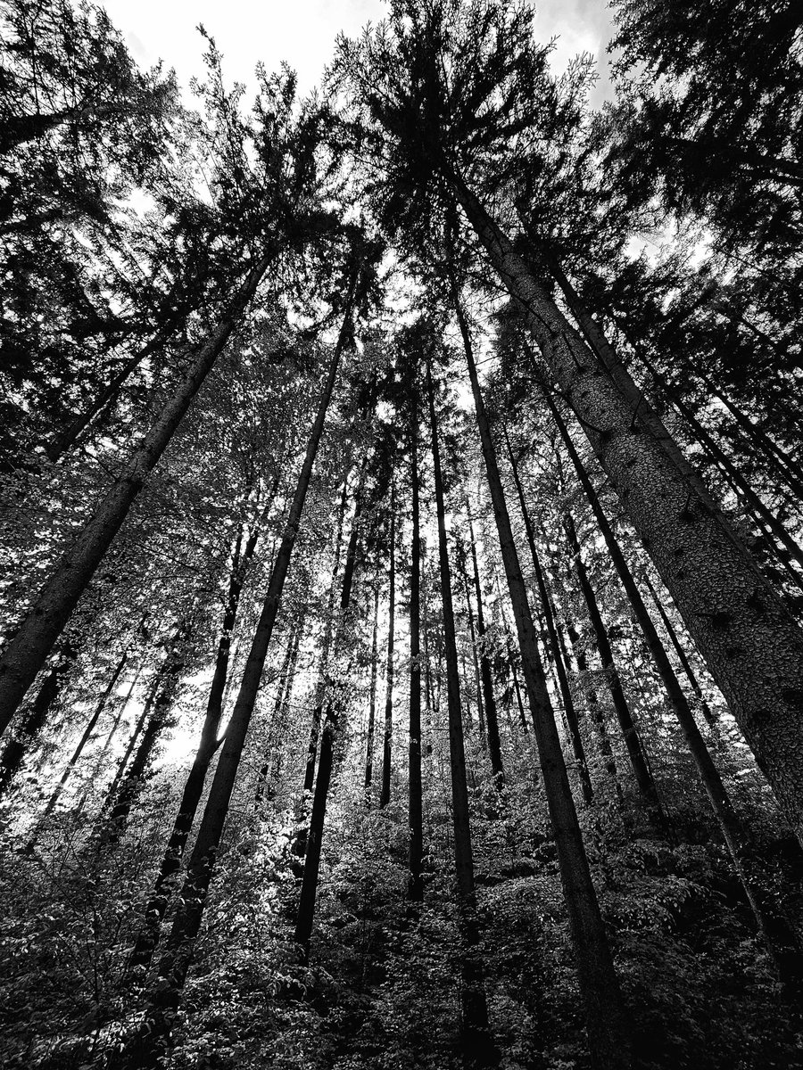 Drabbles153's tweet image. #NFTkaltenstein #kaltenstein #forest