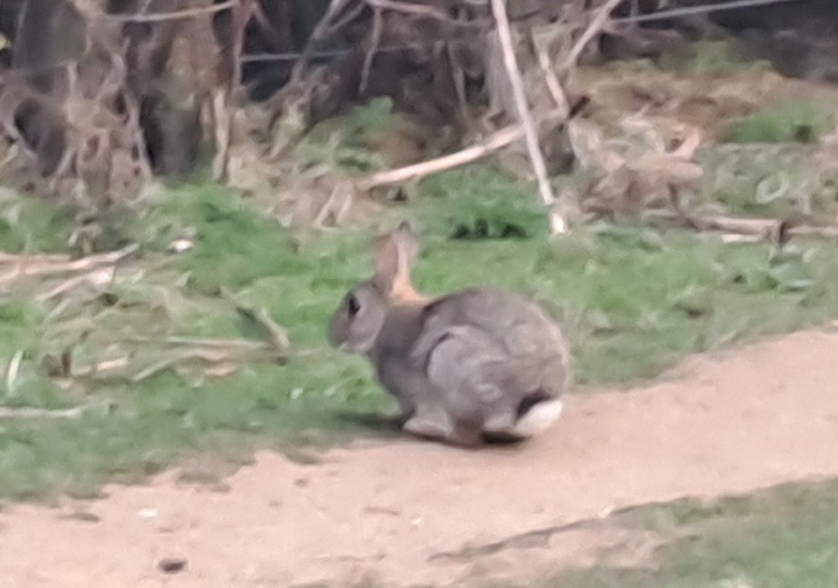 kjhaden17's tweet image. Early morning rabbit on the coastal path #standrews #scotland