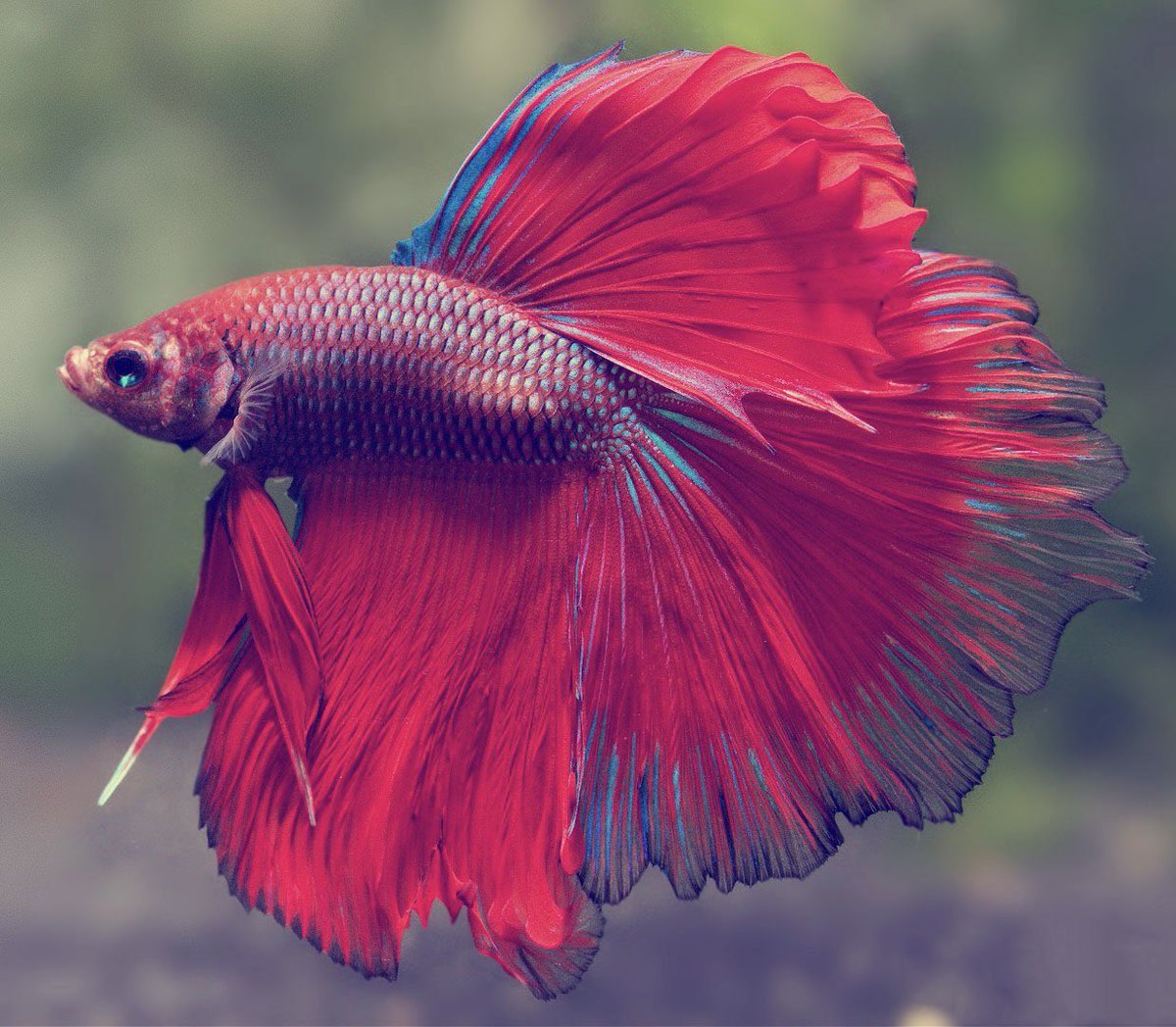 sara 🌺🫧 tweet media