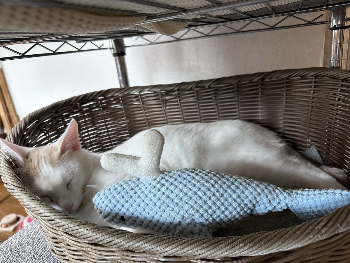 クゥハウス朋猫 tweet media