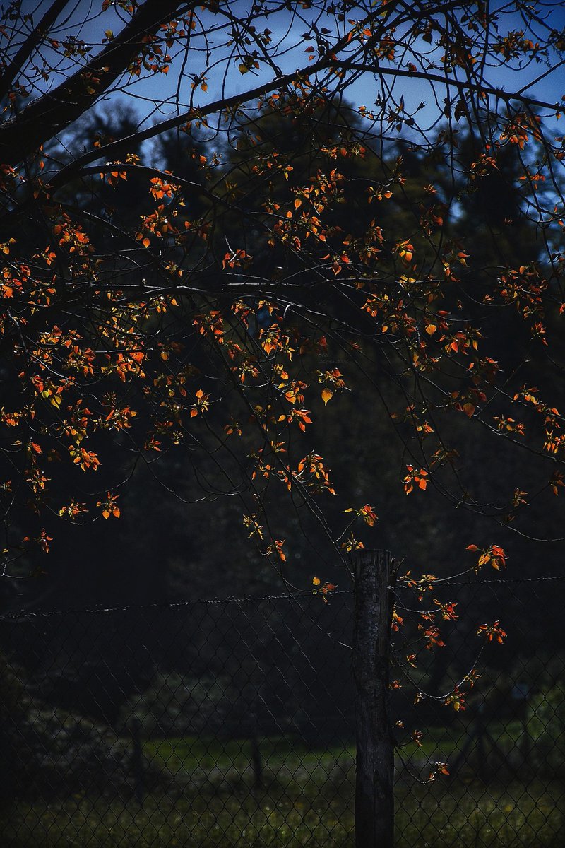 A_Sapphireh's tweet image. Like many little lanterns... #Leaves #lights #Shadows #Nature #Twilight 
📸Aura S.