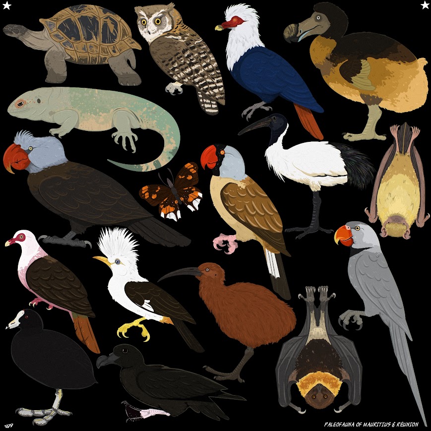 astrapionte's tweet image. 🧵The Paleofauna of Mauritius 🇲🇺 &amp;amp; Réunion 🇷🇪

⭑ WHICH IS YOUR FAVORITE?

#paleoart #birds #island