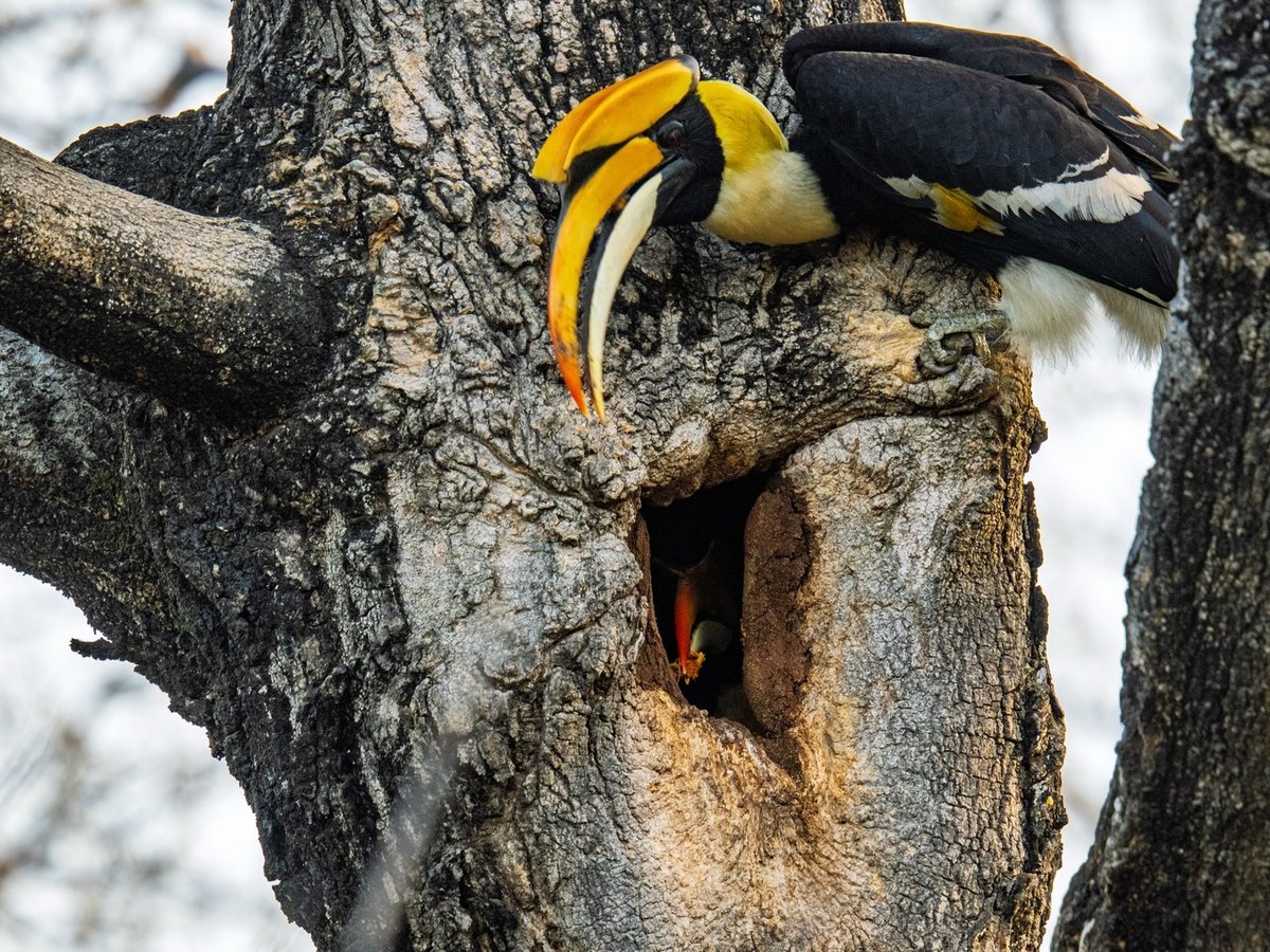 He Hunts, She Guards — A Partnership Sealed in Bark and Devotion
The Faithful Provider Returns to His Walled-In Queen
#GreatIndianHornbill #HornbillNesting #WildlifePhotography#precisionimaging #itsinmynature  @omsystemindia instagr.am/p/DXoAgyyjwhN/