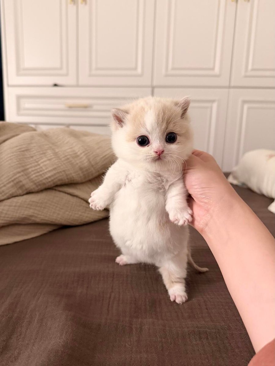 🐈‍⬛ tweet media