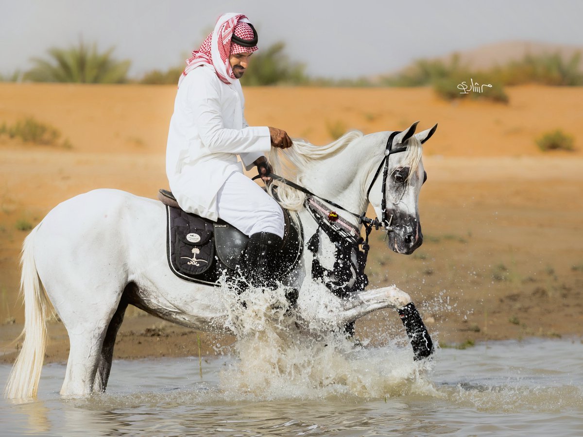 Meshar_i's tweet photo. بعثرت عمري على سفح اللقاء والغرام
نزوة وطيش .. ومشاوير وغياب وسفر

قد قلت لي خذني لحربك حمامة سلام
وقد قلت لك: خذني لمجدب شعورك مطر

وأخذت صهوة نسايم خصلتك بالخطام
ودفتر قصيد وصباح أبيض وورد وعطر !

* عمل جديد 🤍📸 https://t.co/e9m3npCHzB