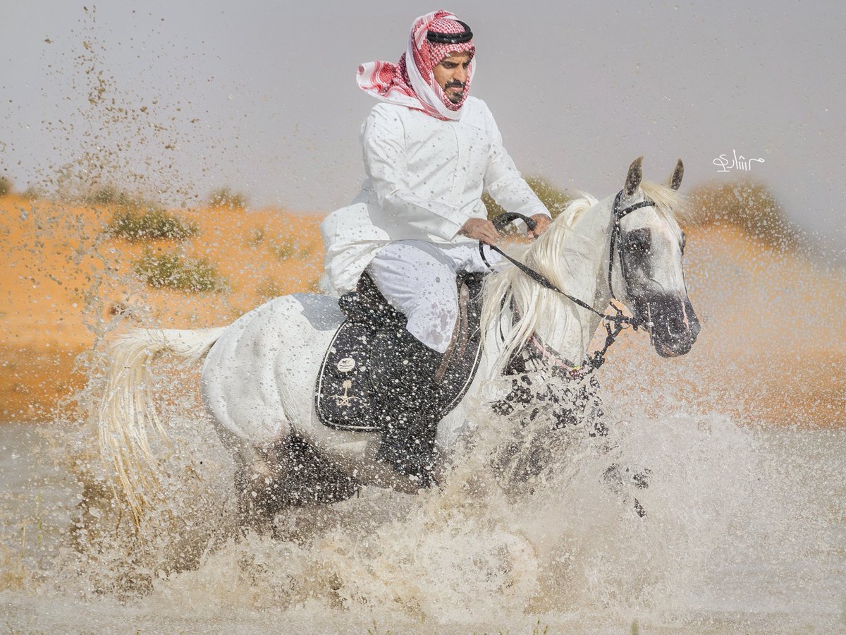 Meshar_i's tweet photo. بعثرت عمري على سفح اللقاء والغرام
نزوة وطيش .. ومشاوير وغياب وسفر

قد قلت لي خذني لحربك حمامة سلام
وقد قلت لك: خذني لمجدب شعورك مطر

وأخذت صهوة نسايم خصلتك بالخطام
ودفتر قصيد وصباح أبيض وورد وعطر !

* عمل جديد 🤍📸 https://t.co/e9m3npCHzB