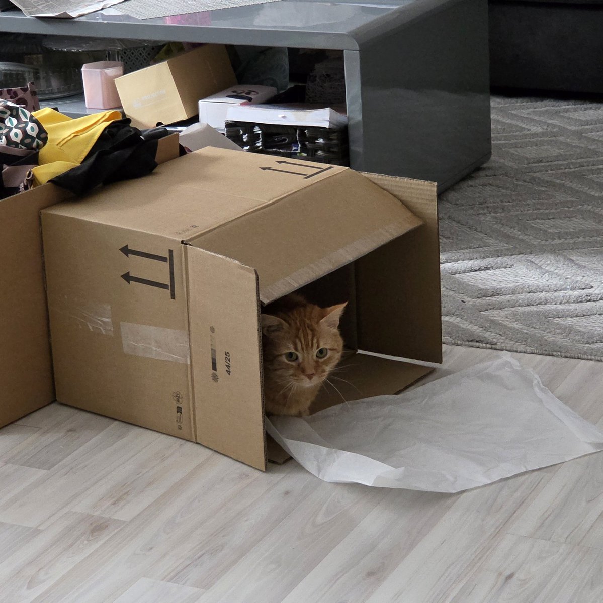 ₊✮rira✮₊ tweet media