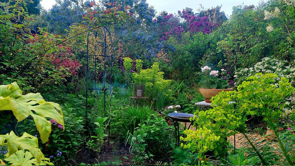 rockandroses_'s tweet photo. Hi everyone, end of April in my garden, Purple lilac, blue Ceanothus, yellow Euphorbias , white choisya, red photinia. Have a good week. #gardening #gardenphotography #mygarden #spring #GardeningTwitter #photography https://t.co/lA6MVBLP6h