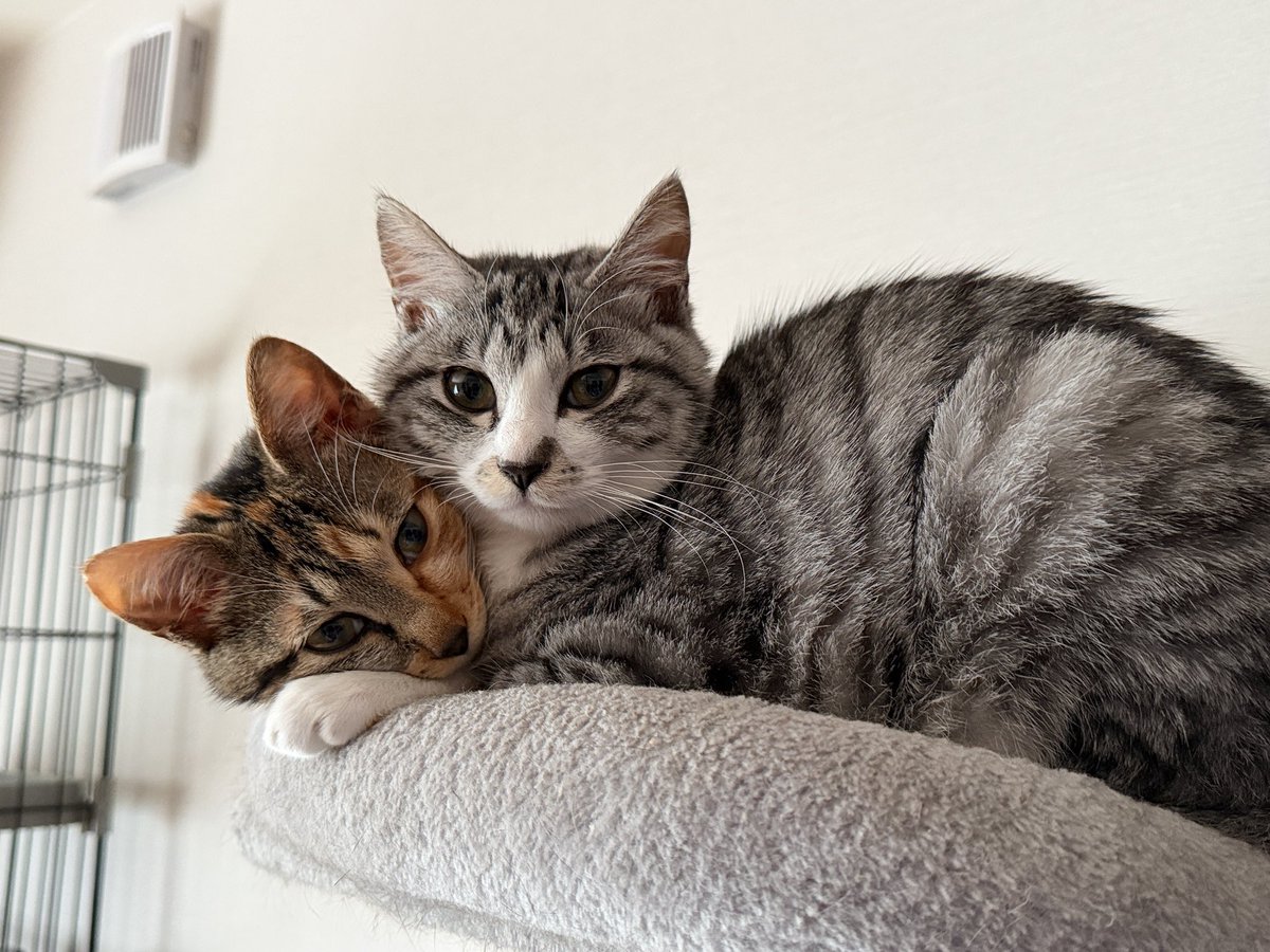 まっ茶【FGO・FF14🍞民】11 tweet media