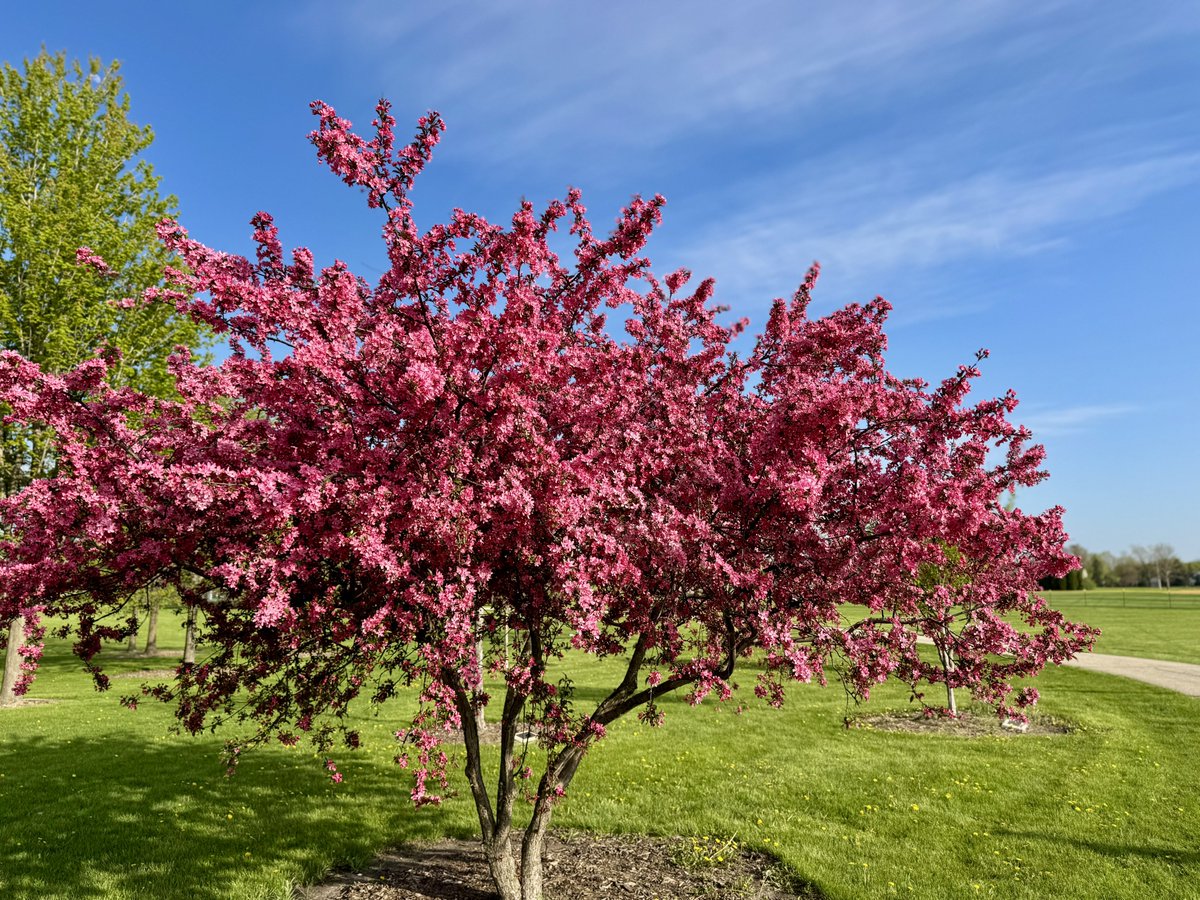 MichaelHeimlich's tweet image. Crabapple tree springtime blossoms-flowers-sunshine-blue sky-cirrus clouds Wood Oaks Park 5:40-45pm April 26 2026 Northbrook Illinois USA -Editorial Use Permission w/Credit: Michael Heimlich @MichaelHeimlich; #Crabapple #Blossoms #Sunshine #Cirrus #wx #ILwx @NWSChicago #StormHour
